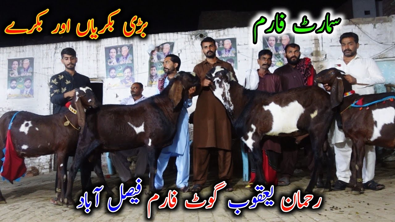 Rahman Yaqoob Goat Farm Faisalabad | Smart Goat Farm