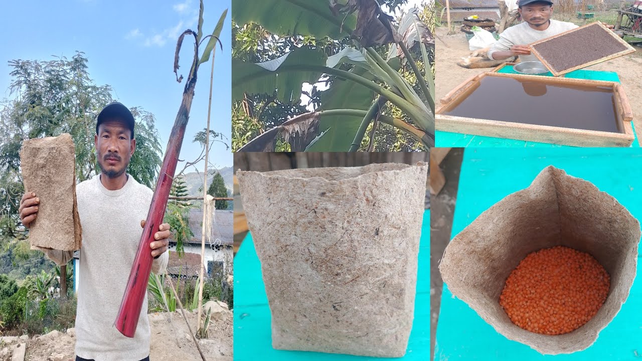 How to make banana fiber Tonga @WangbaPKonyak-z6whttps 
