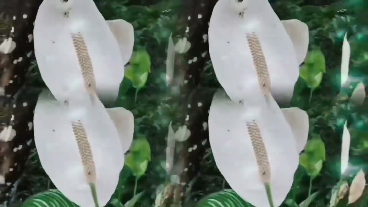 瀟灑走一回（葉蒨文）AE-20