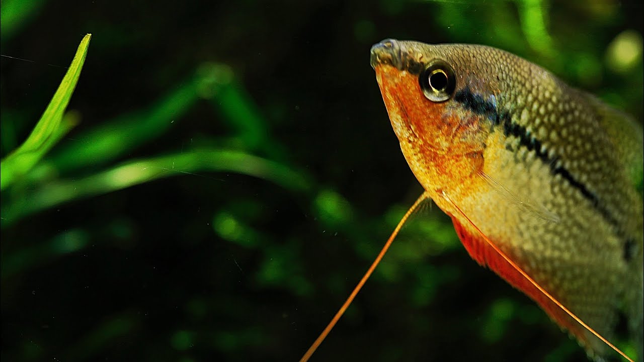 Aquascaper 1200 - Cinematic Anniversary Special 2018
