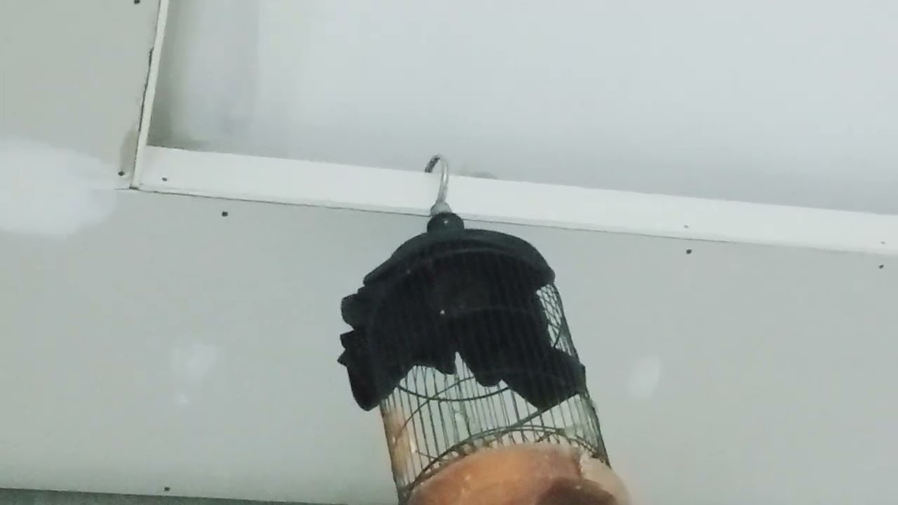 terapi semua pelci