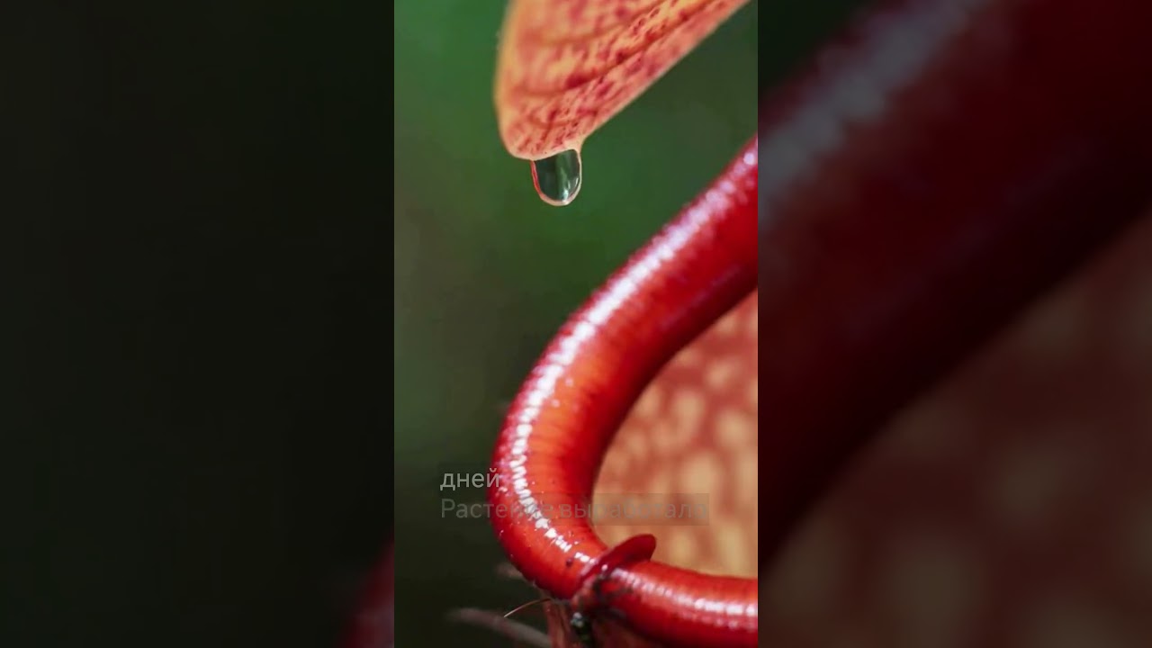Непентес: растение-хищник #растения #джунгли #хищник #природа #биология