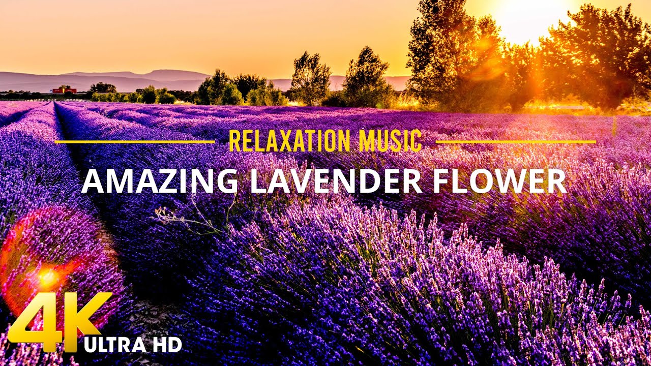 Lavender Fields France 4K Video Ultra HD - Relaxing Music Along With Beautiful Lavender Videos