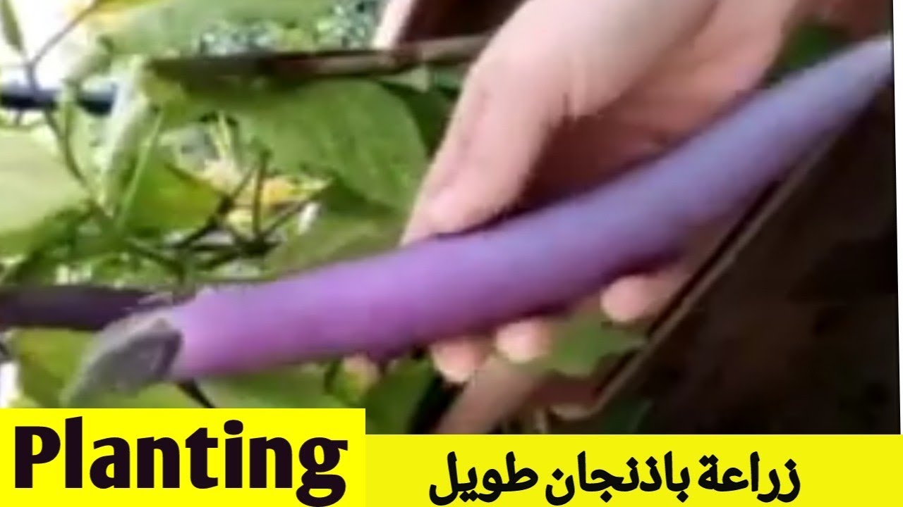زراعة الباذنجان الصيني الطويل