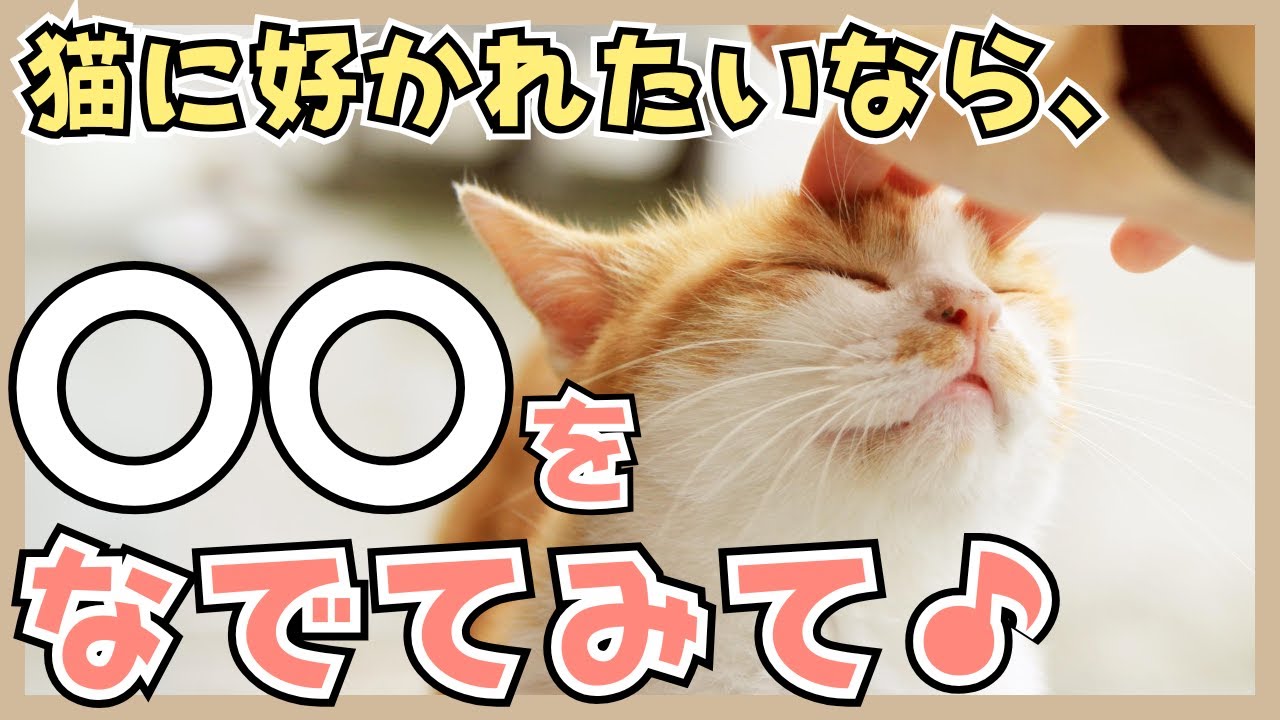 【猫に好かれたい人必見】猫が喜ぶ撫で方、嫌われる撫で方