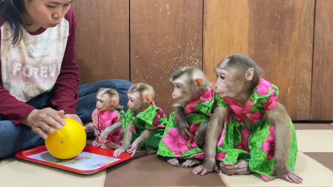 Beautiful Chichi,Linda,Selena&Ronaldo Sit Stare At Expensive & Rarest Fruits Today