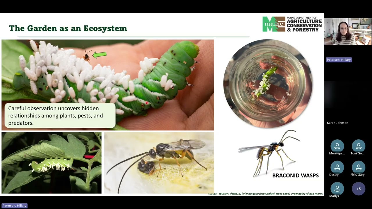 Garden Detectives: Identifying Beneficials and Supporting Them with Native Plants