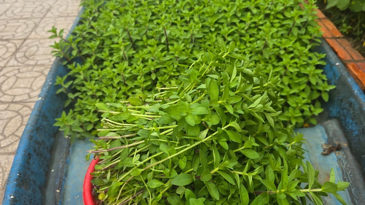 PHÁT TRỰC TIẾP 6/2 #TRỒNG RAU SẠCH