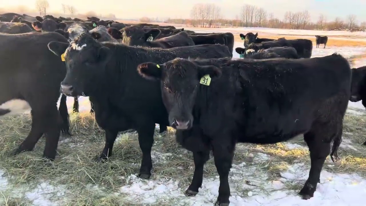 Pedersen bred Hfrs
