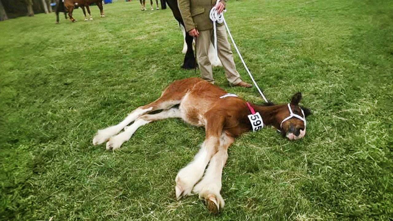 Don&rsquo;t Forget That Farm Animals Are Dramatic Too! 😂🤣