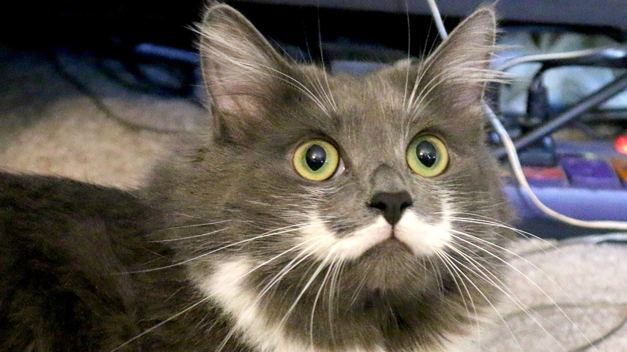 MEETING MUSTACHE CAT! | iJustine