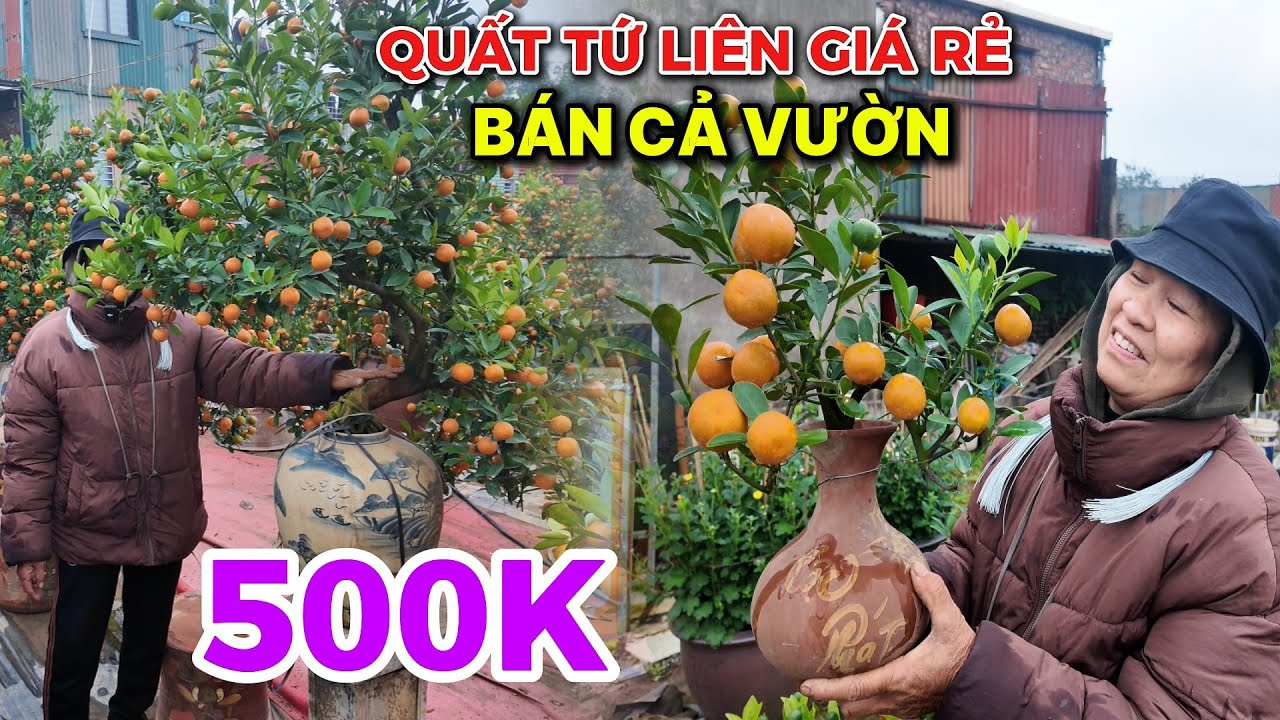 Quất tết 2026 giá rẻ | Bác gái bán 1000 cây đẹp lo thất nghiệp vì điều này!