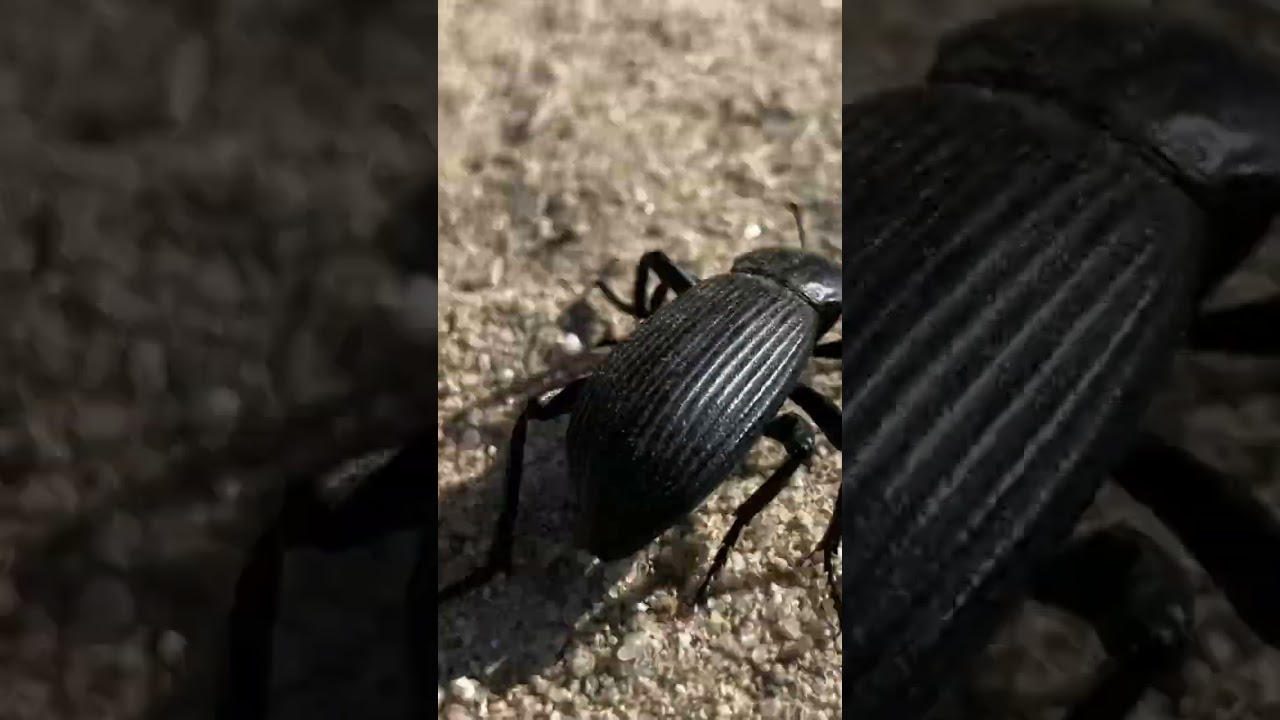 The black beetle