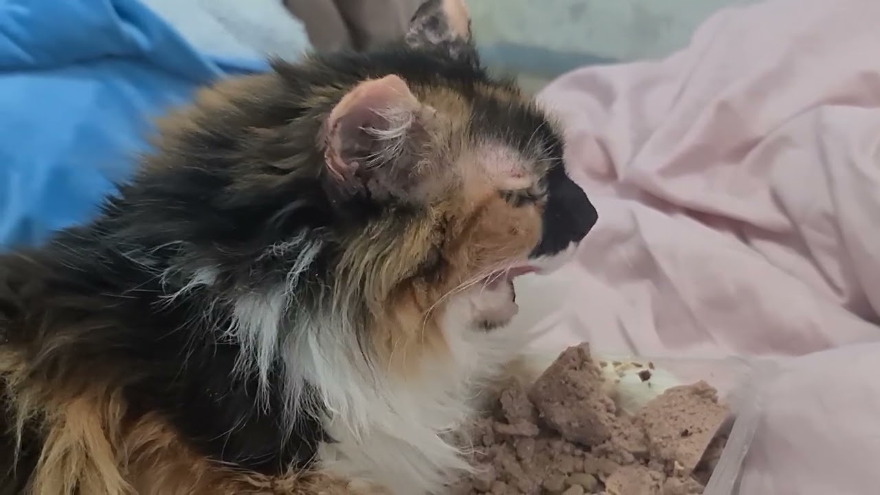 Всем хватило😽😹🐈😻😾😼🙀