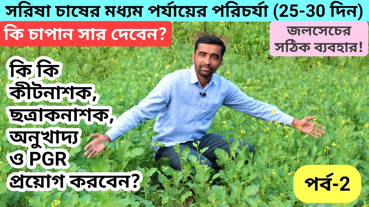 ফলন বেশি পেতে চাইলে এই পরিচর্যা নিতে হবে! সরিষা চাষের মধ্যম পর্যায়ের গুরুত্বপূর্ণ পরিচর্যা(২৫-৩০দিন)