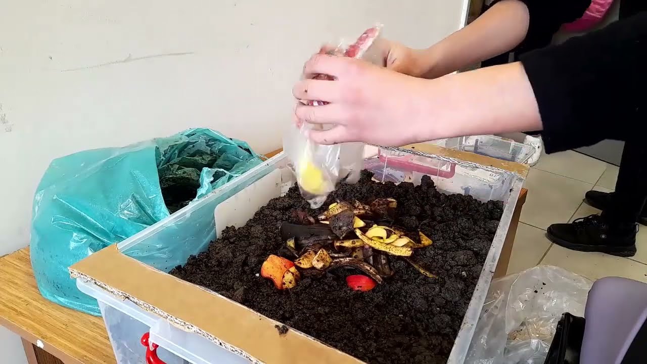 En Ucuz Solucan Gübresi Üretimi Aşamaları