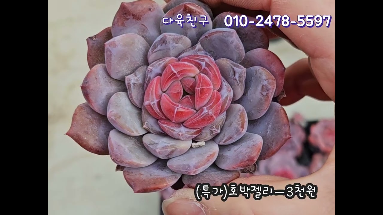 1월28일 판매영상#다육이 #succulent #다육친구 #베란다정원