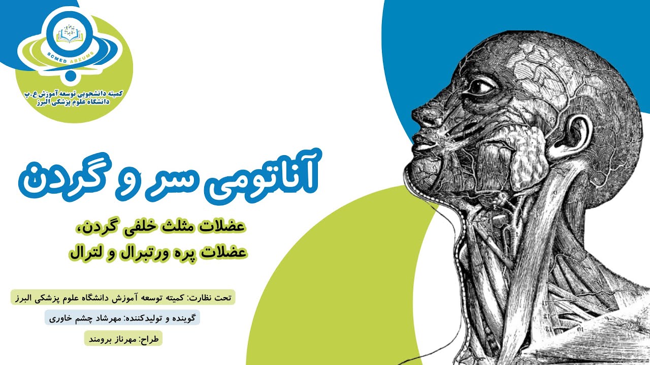 عضلات مثلث خلفی، پره ورتبرال و لترال گردن - سر و گردن