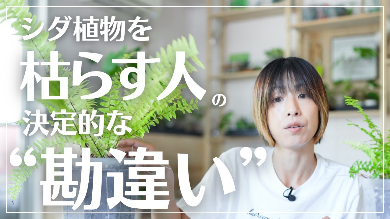 【シダ植物を枯らしたことがあるひと集合】間違った認識で植物を苦しめています#観葉植物