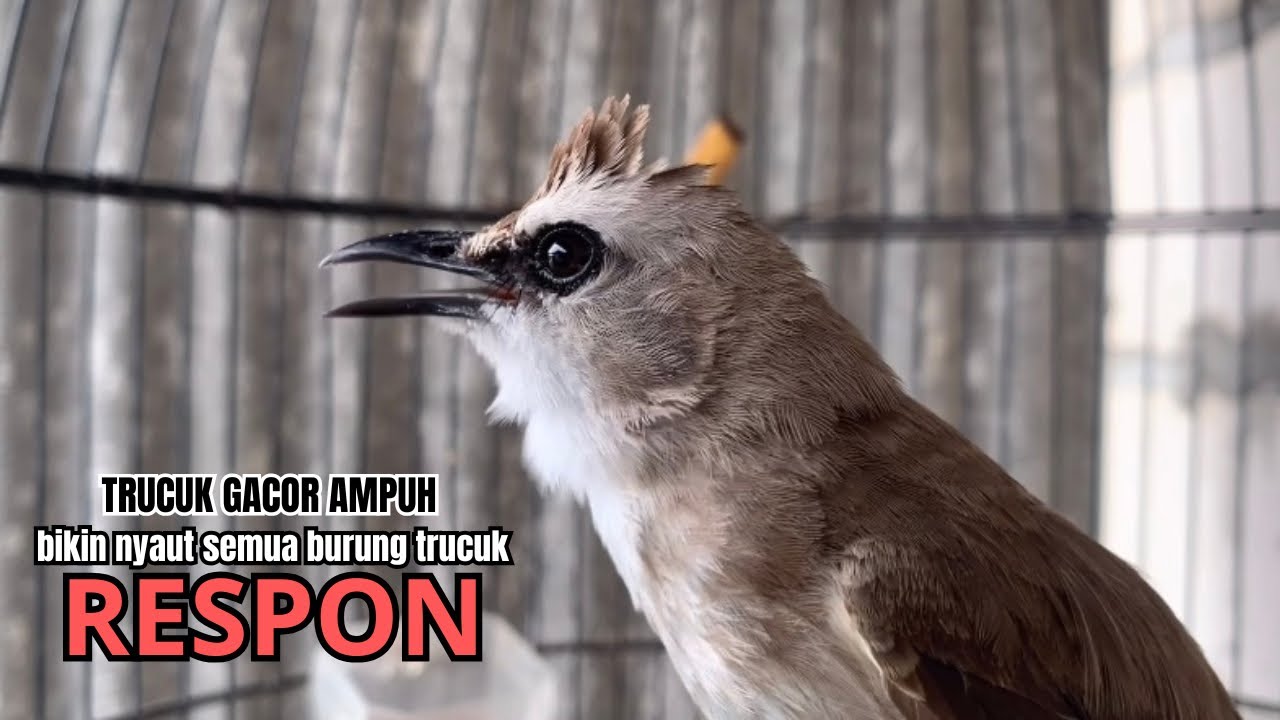 burung trucukan gacor AMPUH NGALAS paling PANDAI BIKIN semua TRUCUK GACOR SEKETIKA