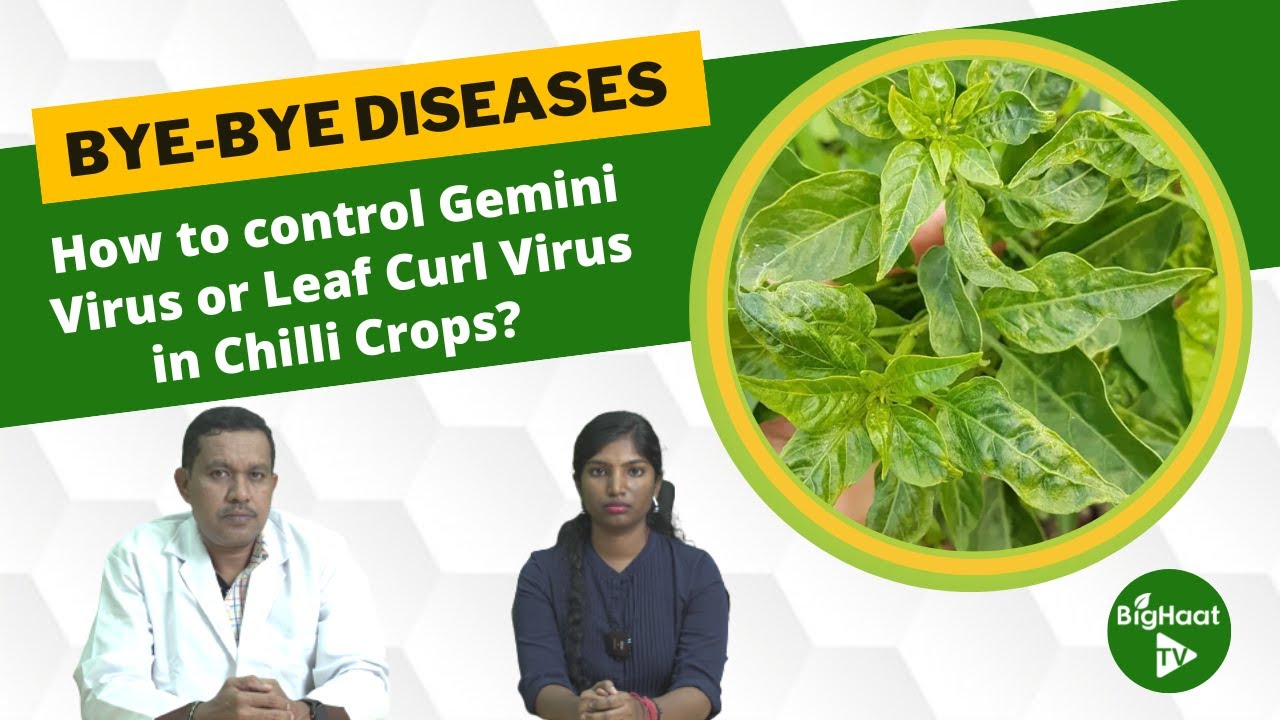 How to control Gemini Virus or Leaf Curl Virus in Chilli Crops?