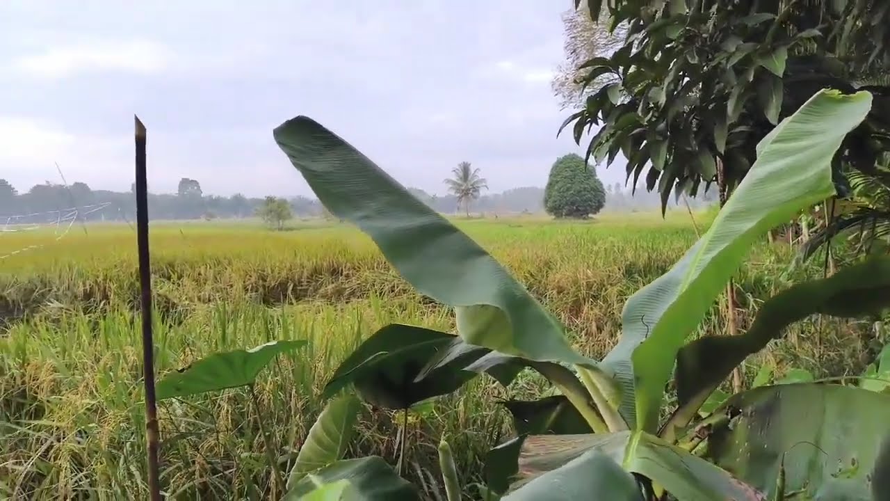 Vidi Aldiano Full Album | Kompilasi Vidi Aldiano | Kumpulan Lagu Vidi Aldiano - Cinta Jangan Pergi