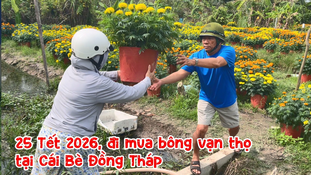 25 Tết 2026, đi mua bông vạn thọ tại vườn ở Cái Bè Đồng Tháp
