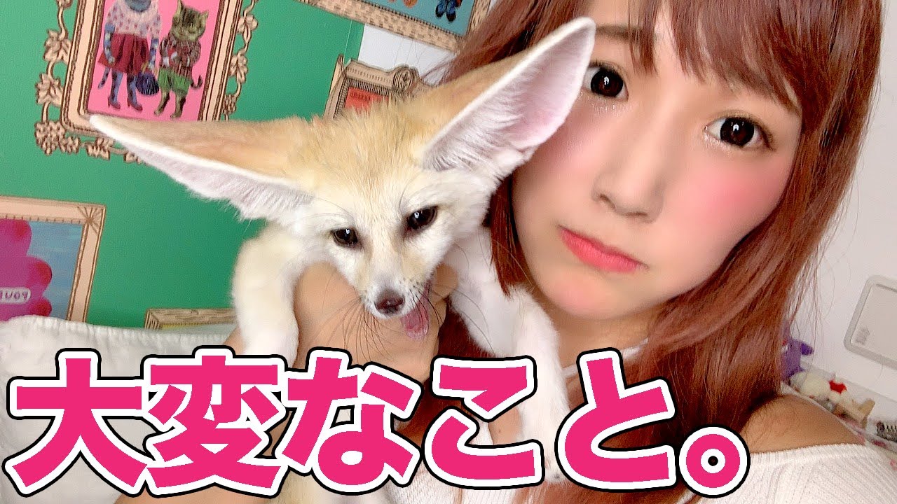 【フェネック】飼って大変なこと！