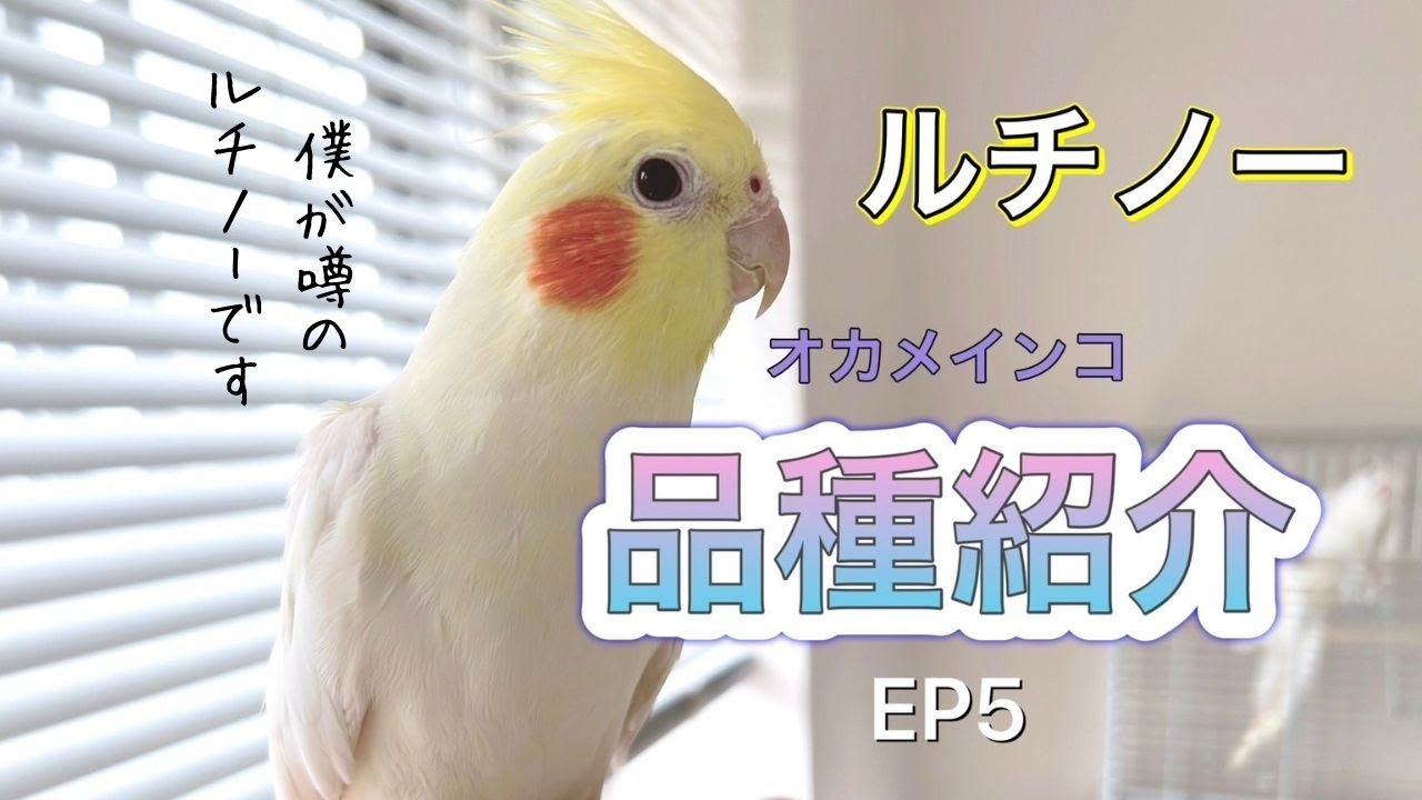 オカメインコの品種紹介～Ep5　ルチノー　【Cockatiels】