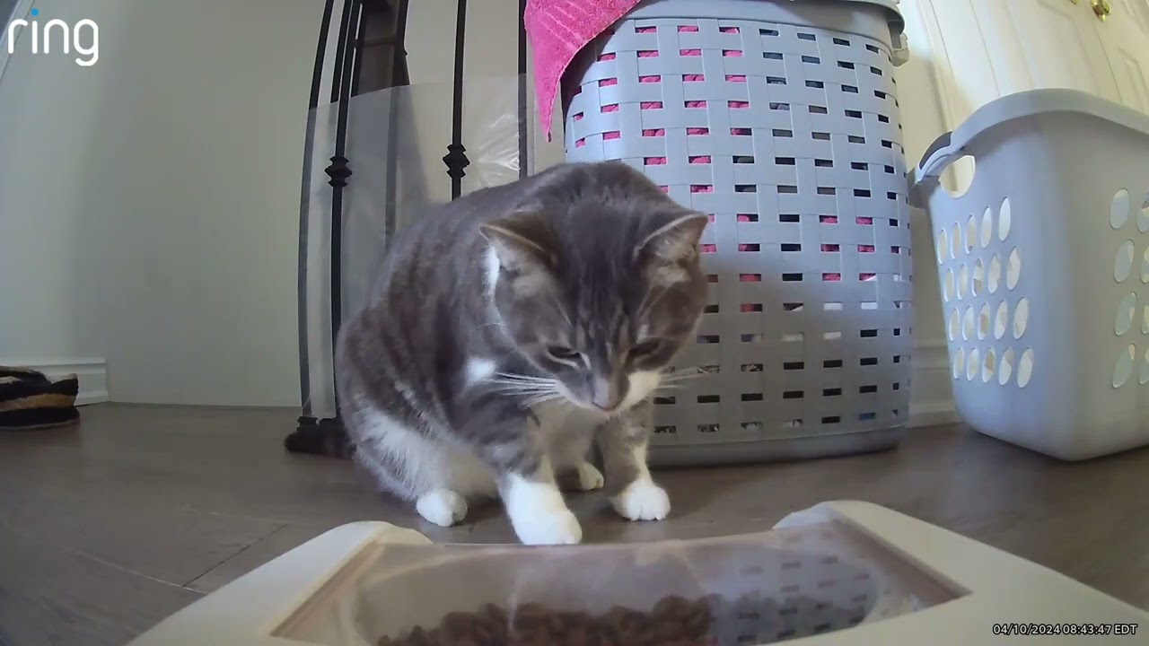 Footage of cat breaking into automatic feeder and stealing food that isn’t his #funnycats 