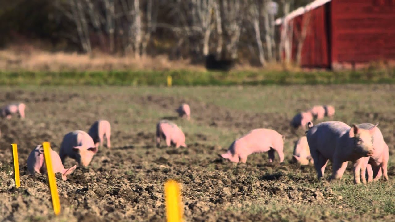 Sveriges ekohjältar - KRAV-grisar, en hållbar affärsidé