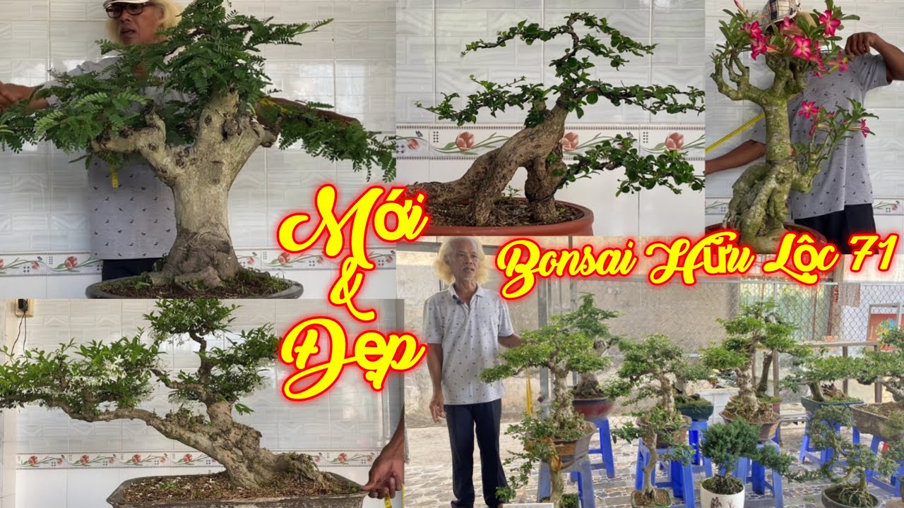 CHÚ LỘC | #0932831812 | KIỀU HÙNG, TRÀ PK, MCT NU ĐẸP, SỨ, KIM SA, TRẮC, SAM NGỌC, SUNG, KIM QUÝT...