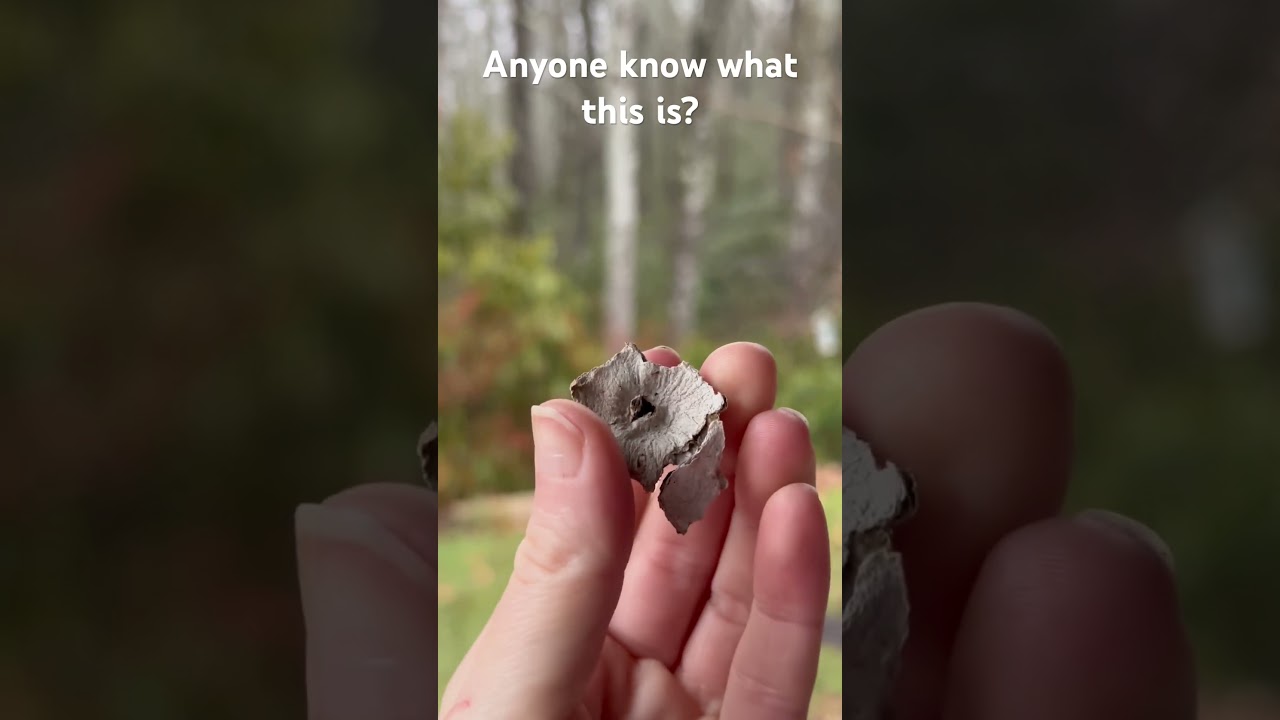 Found this crazy thing shelling in December in Palm Beach 🐚 #flshelling #shell #florida #treasure