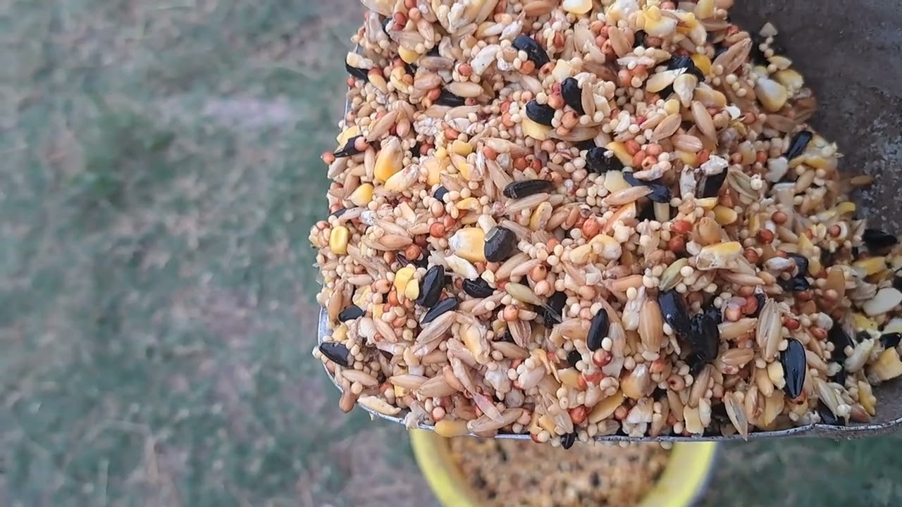 Morning chores, skunk love and cool breezes