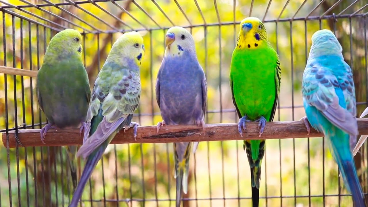 Happy budgie sounds🥰❤️🔰 #parakeet #budgiesounds #birdlife