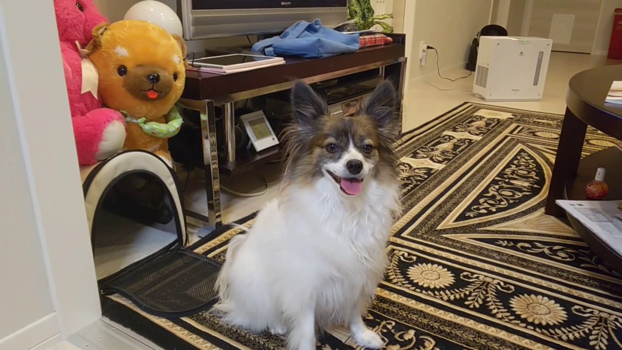 パピヨン犬メルの日常