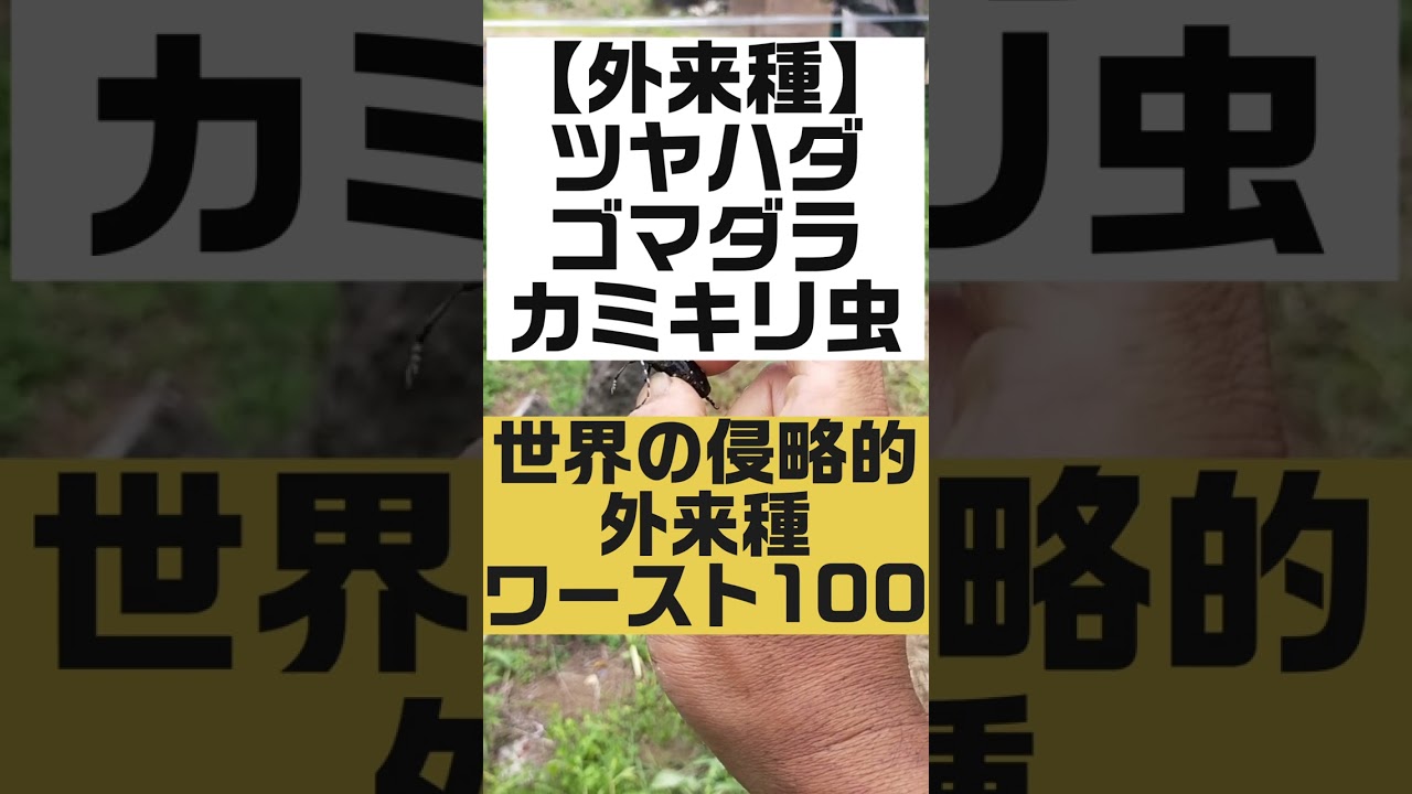 外来種、在来種の見分け方❗〜カミキリ虫編🐛　固定種専門農家　湘南小巻ファーム#shorts #固定種#無農薬#無化学肥料 #害虫 #カミキリ虫 #農作物被害 #自然栽培 #在来種を守る #伝統野菜