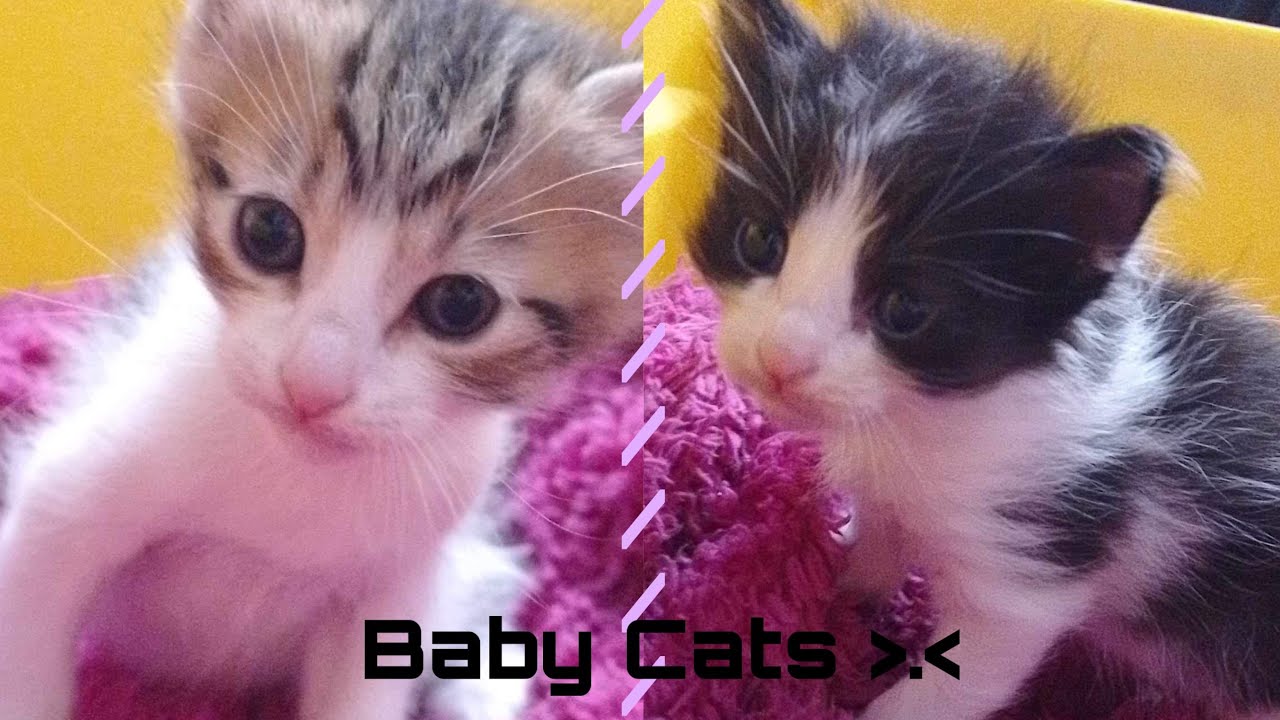BABY CATS 💜// A WORLD OF CATS //