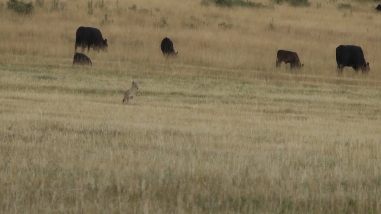 Coyote Hunting with a 270 - CoyoteHuntingHQ video # 2