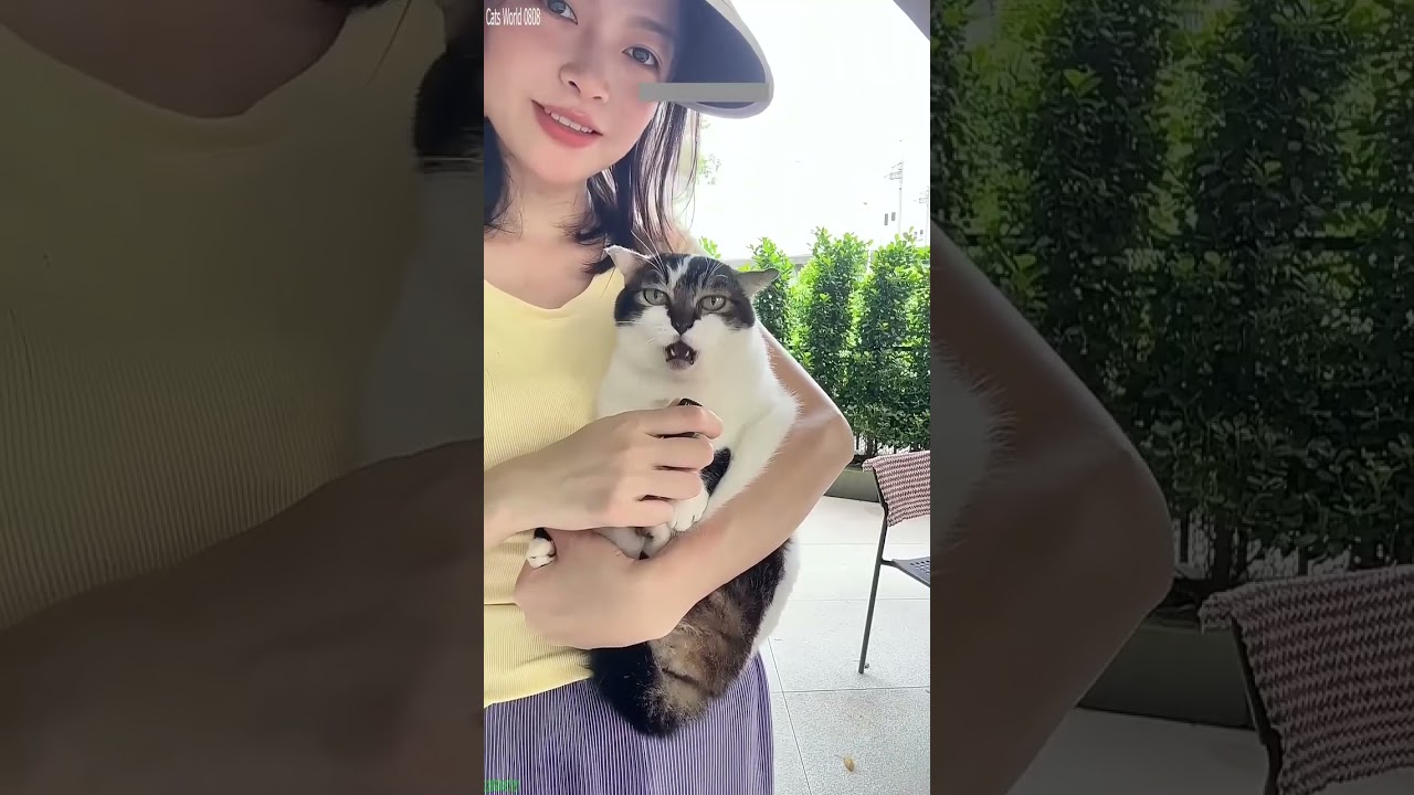 Cute Cats 🥰 Funny Cat Videos ❤️ # Ep 7517