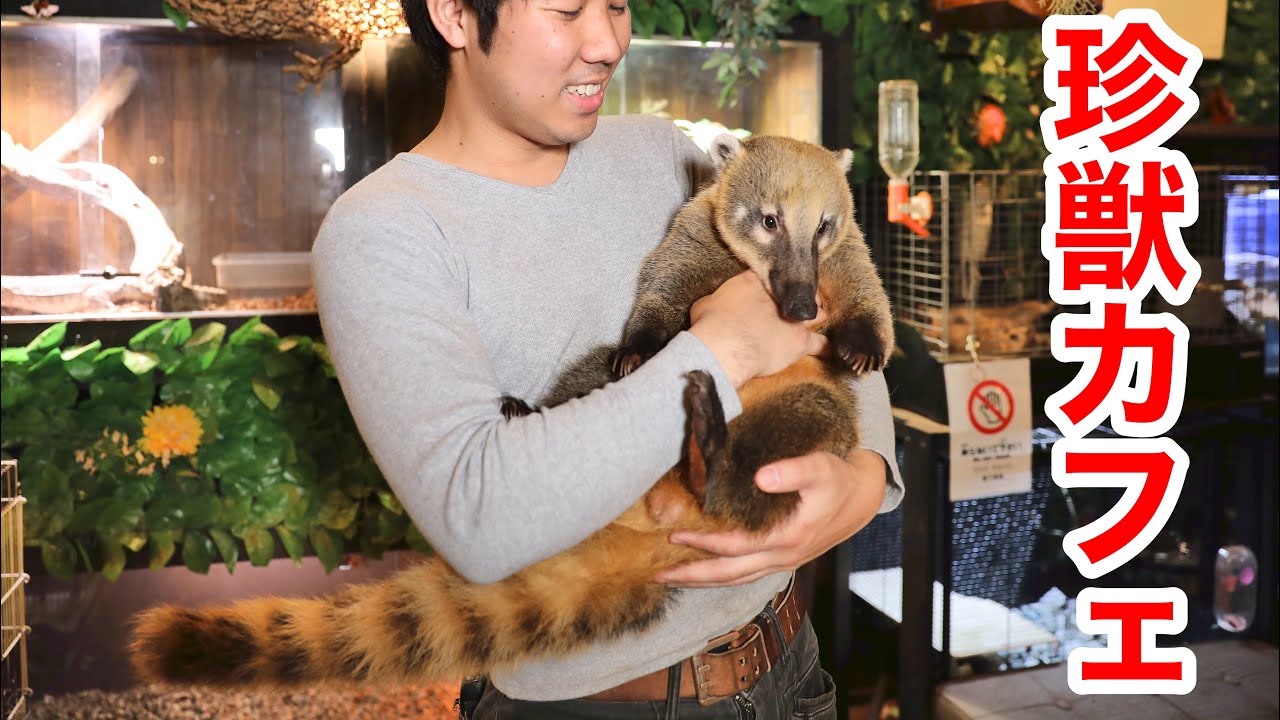 数十種類の珍獣と触れ合えるカフェが楽し過ぎた・・・！