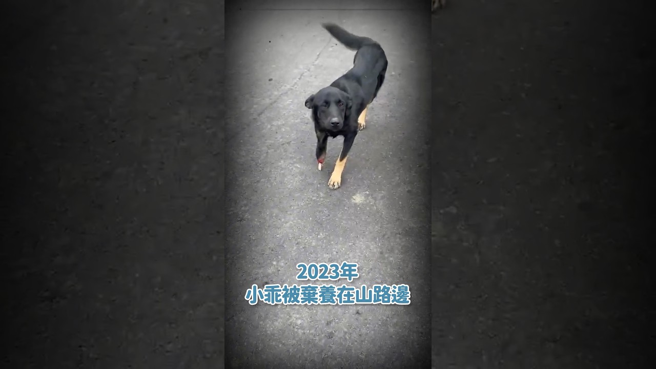 被人層層傷害的小乖仍然對人這麼溫柔&hellip;😢 #浪小乖