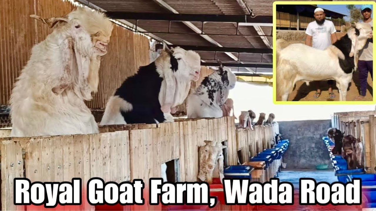 Royal Goat Farm Ki Palai, Wada, Near Padgha