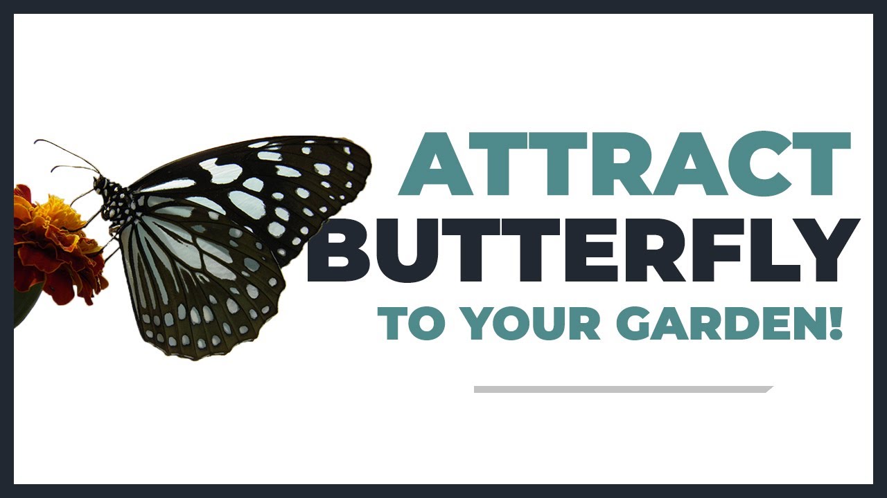 Butterfly Plant || How to attract butterflies to your garden
