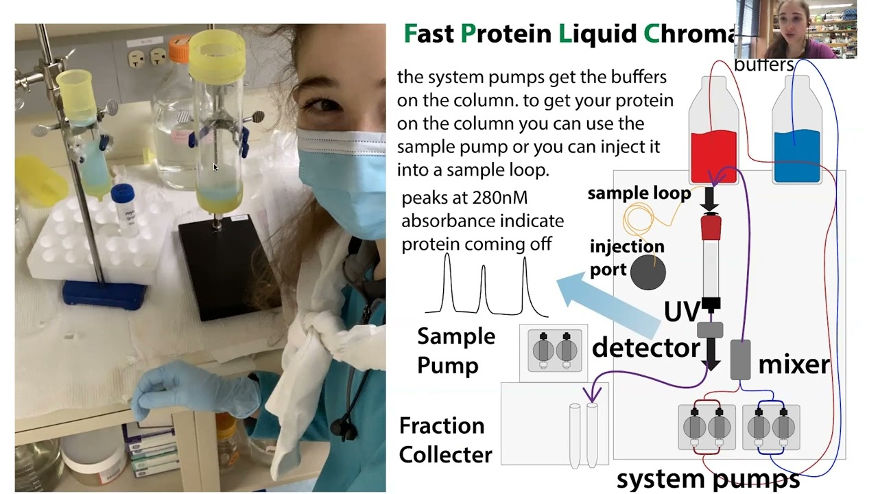 Protein chromatography - types, tips, & example workflow for protein purification