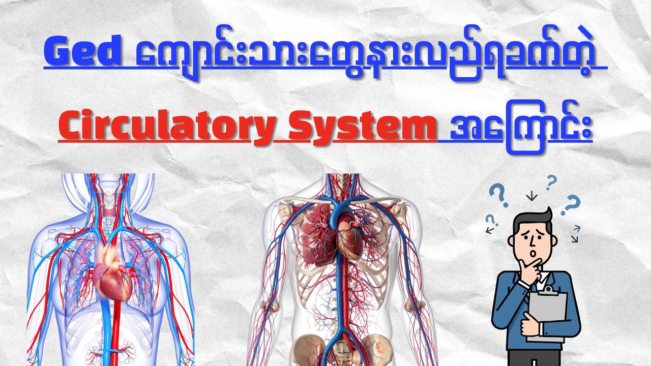 🫀 Ged Science က Circulatory System ဆိုတာဘာလဲ?