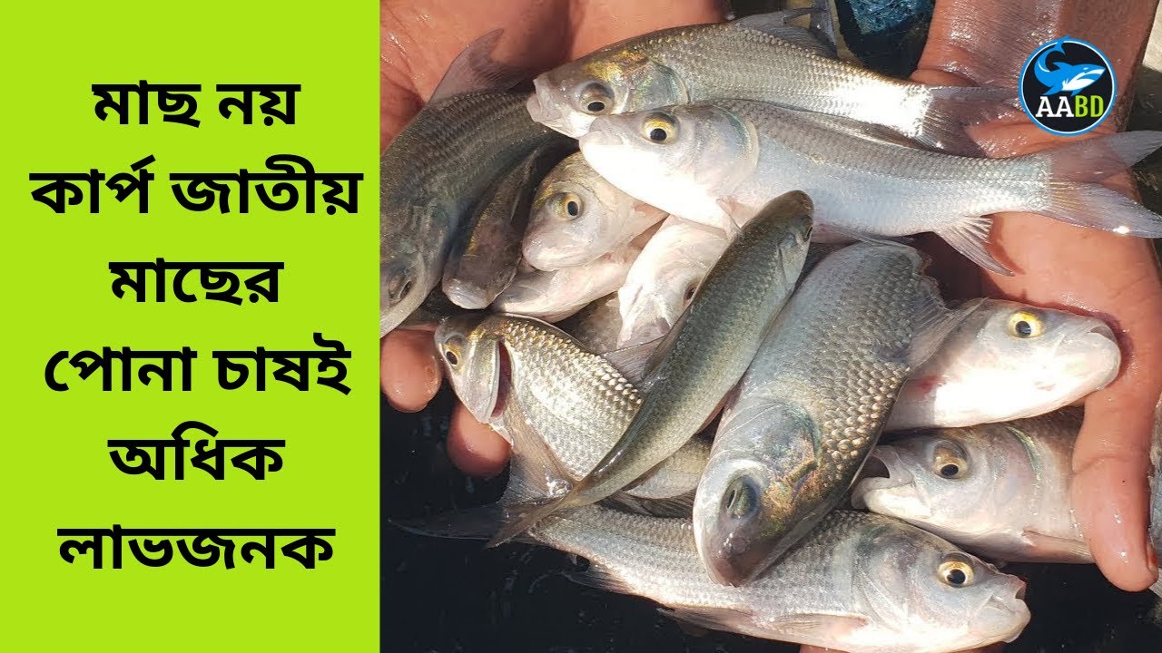 মাছ নয় কার্পের পোনা চাষই অধিক লাভজনক (Carp Nursery is More Profitable Than Fish Culture)