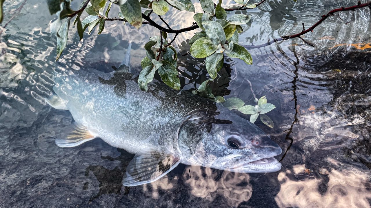 Abraham Lake Fishing and Camping
