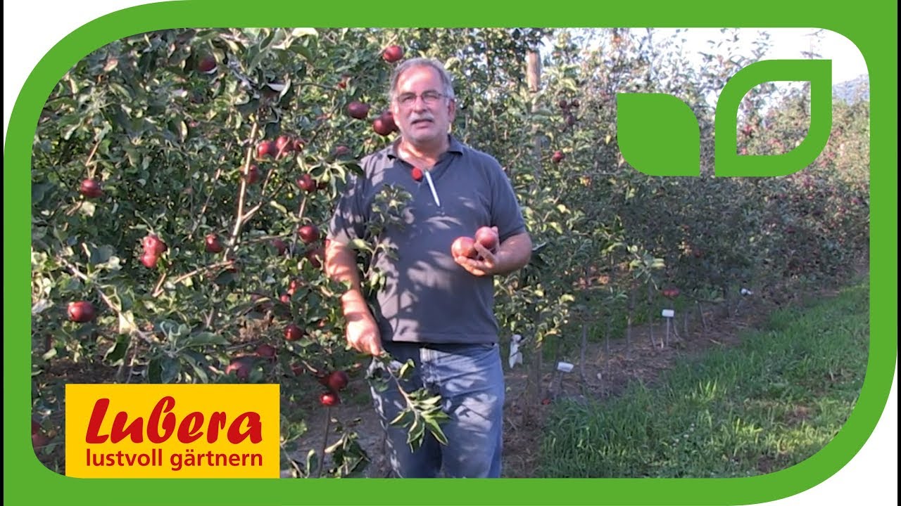 Die Sommerapfel-Züchtung bei Lubera