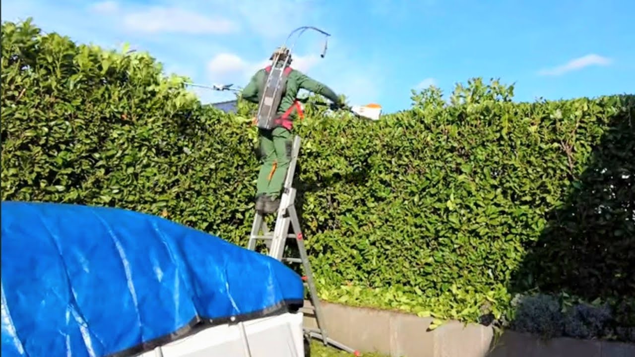 Kirschlorbeer rückschnitt mit stihl kma 135 r Akku AP Heckenschere Pflegeschnitt im frühjahr